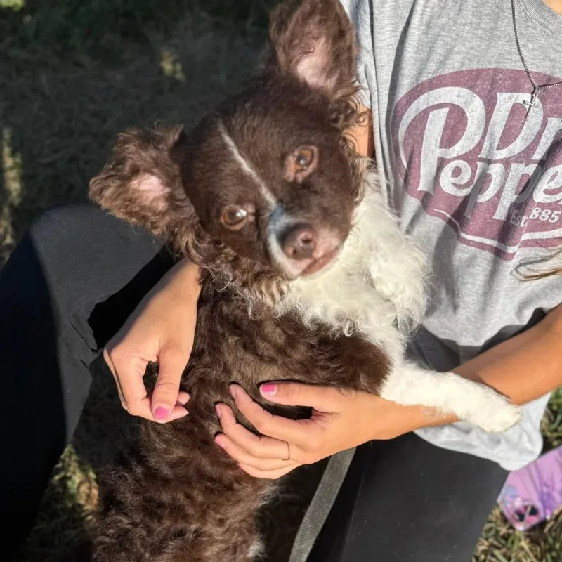 Happy Lappy thumbnail 4