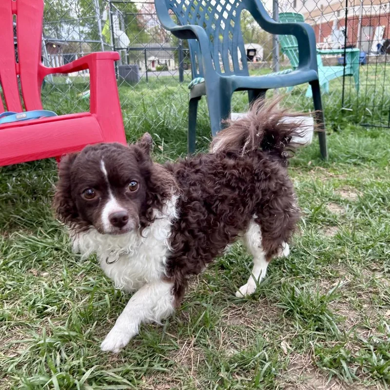 Happy Lappy thumbnail 5