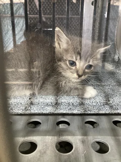 A young small-sized male Domestic Short Hair cat named Smokey for adoption in Dallas, TX