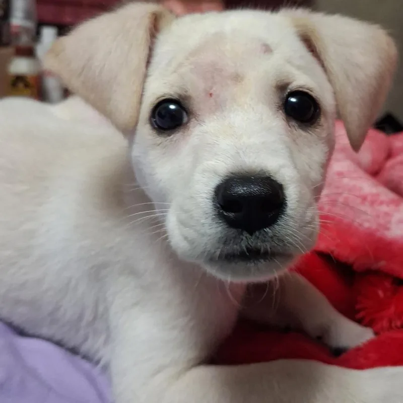 A baby medium-sized male White / Cream Mixed Breed dog named Trader Joe for adoption in Freeport, FL