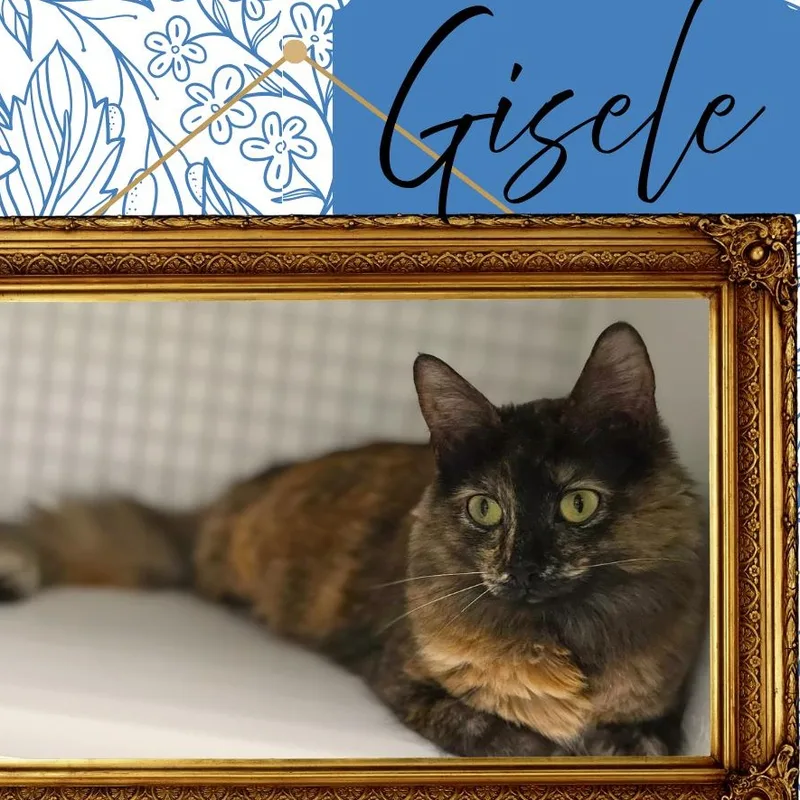 Gisele thumbnail 3