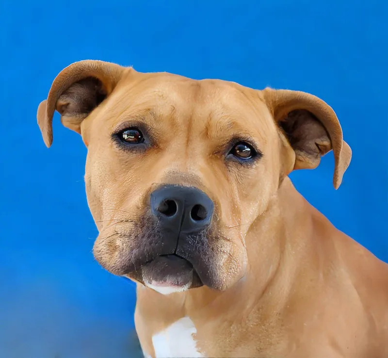 A young medium-sized female Pit Bull Terrier dog named Mona for adoption in Pasadena, CA