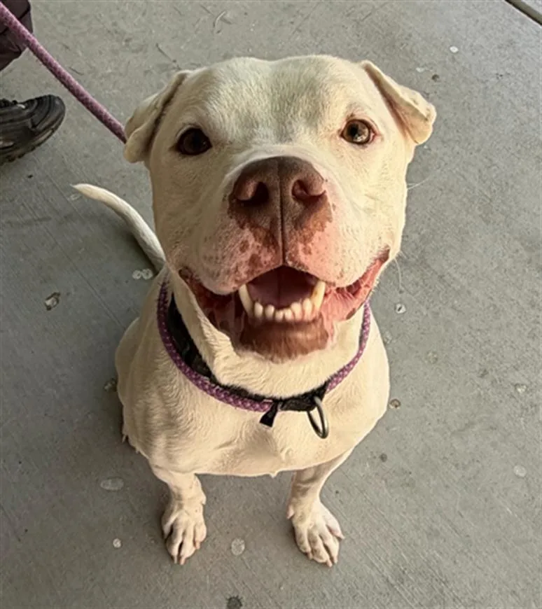 A young large-sized male Pit Bull Terrier dog named King for adoption in Las Vegas, NV