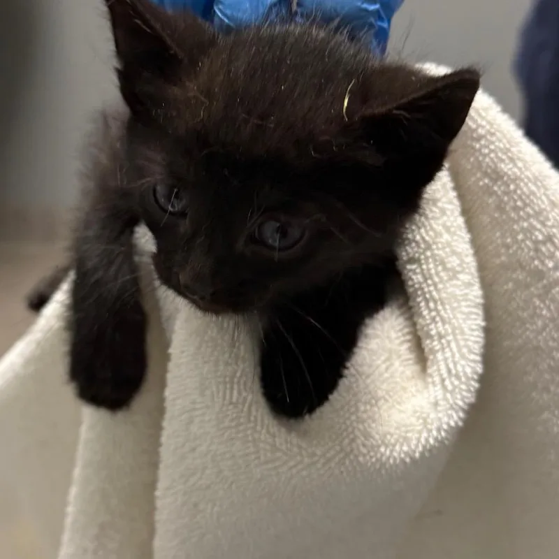 A baby small-sized male Gray / Blue / Silver Domestic Short Hair cat named Serrano for adoption in Allentown, PA
