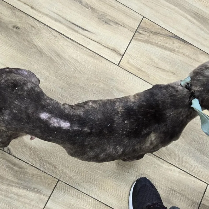 A senior medium-sized female Brown / Chocolate Pit Bull Terrier dog named Esmeralda for adoption in Weimar, CA