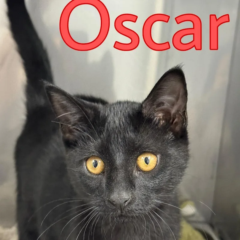 A baby small-sized male Domestic Short Hair cat named Oscar for adoption in Marble, NC