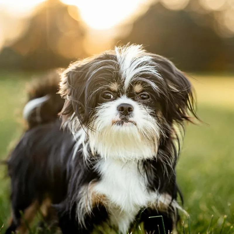 A young small-sized male Black Japanese Chin dog named Kenji for adoption in Ferndale, MI