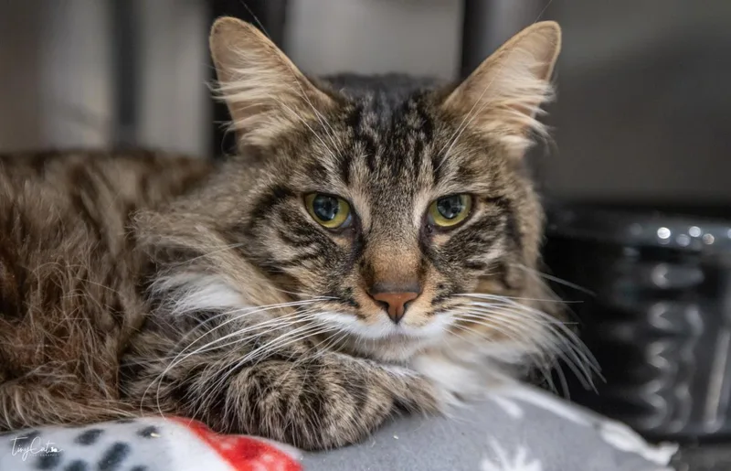 An adult medium-sized male Domestic Short Hair cat named Morgan Bennett for adoption in Lincoln, CA