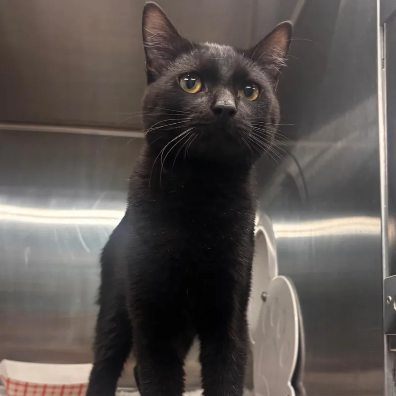 A young medium-sized male Black Domestic Short Hair cat named Tony Perkins for adoption in Belleville, IL