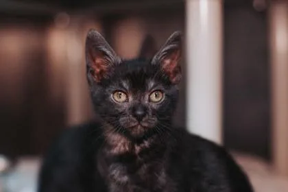 A young small-sized male Domestic Short Hair cat named A Wonton for adoption in North Charleston, SC