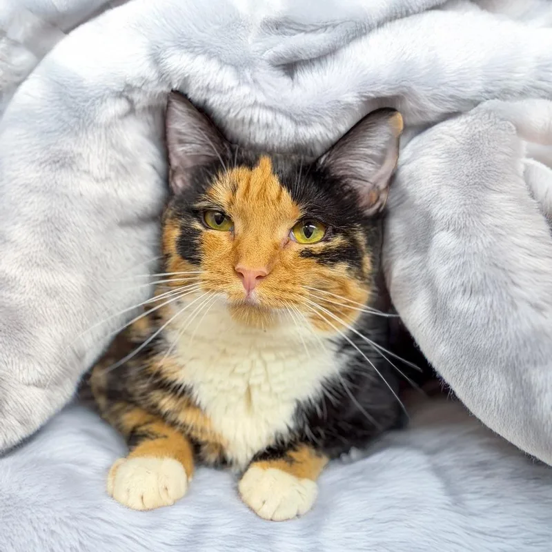 A young medium-sized female Black Domestic Short Hair cat named Starla for adoption in Gainesville, GA