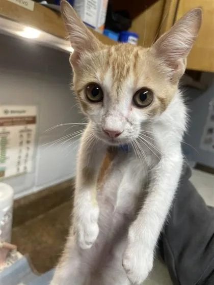 Kat