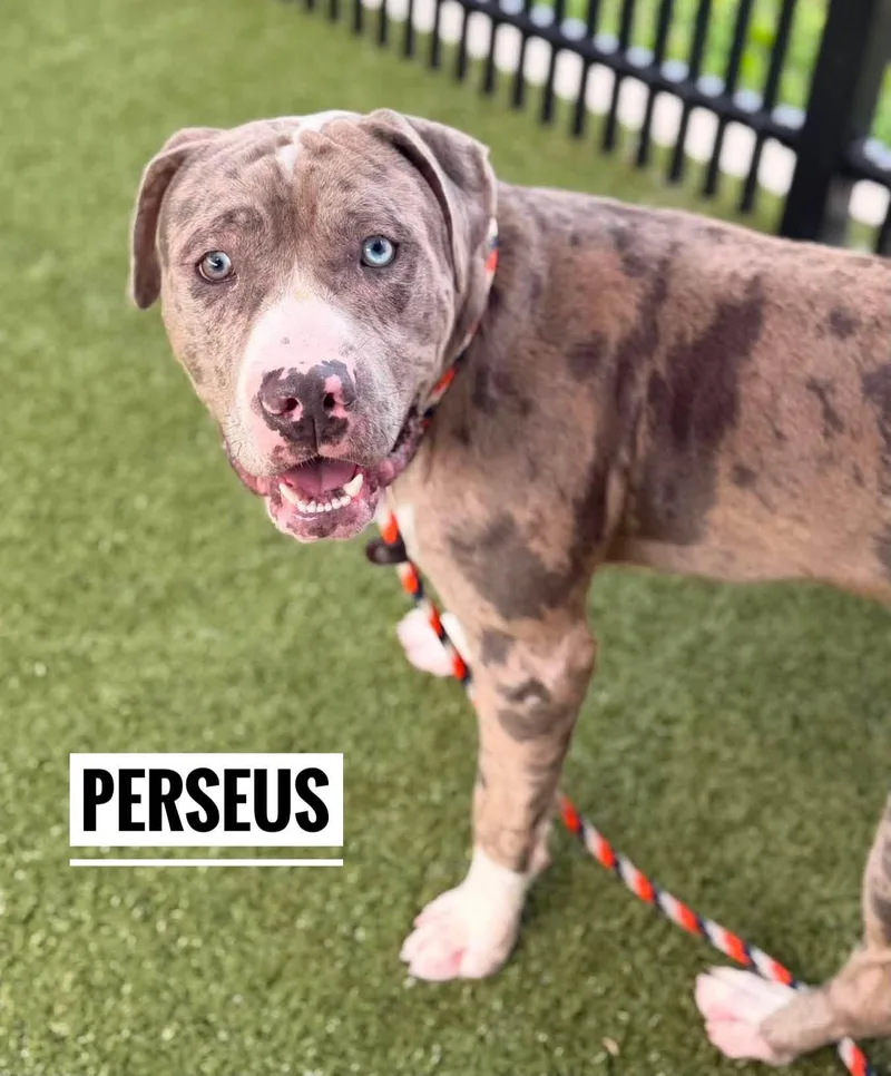 A young medium-sized male Merle (Blue) Mixed Breed dog named Perseus for adoption in Flint, MI