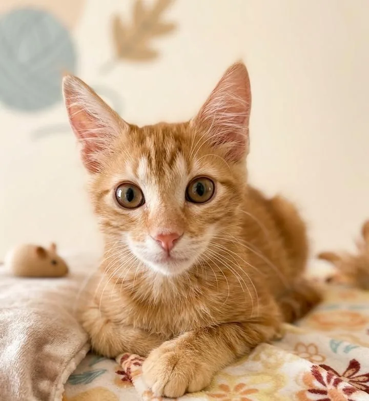 A baby medium-sized male Orange / Red Tabby cat named LouQ for adoption in North Highlands, CA
