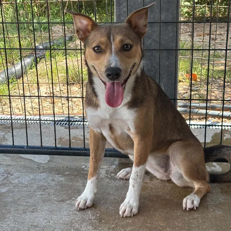 A young medium-sized female Yellow / Tan / Blond / Fawn Mixed Breed dog named Abby Cadabby for adoption in Lake Jackson, TX