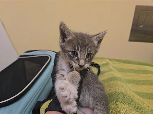 A baby small-sized male Domestic Short Hair cat named Miso for adoption in Tustin, CA