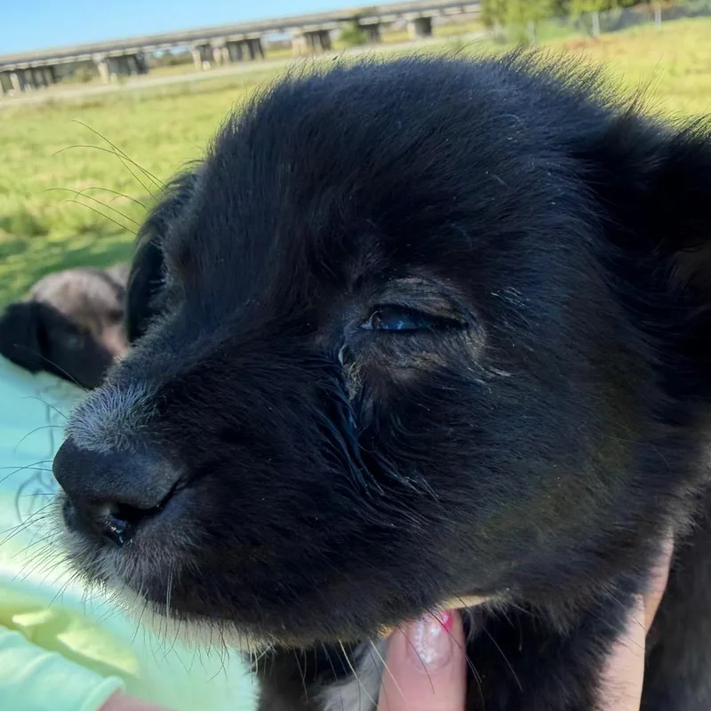 A baby medium-sized female Black Flat-Coated Retriever dog named Grand Slam Maggie for adoption in New Orleans, LA