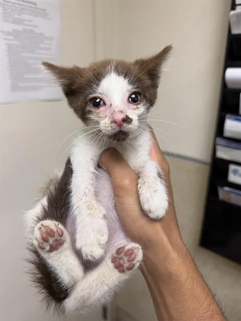 A baby small-sized female Domestic Short Hair cat named Coco Puff for adoption in Riverside, CA