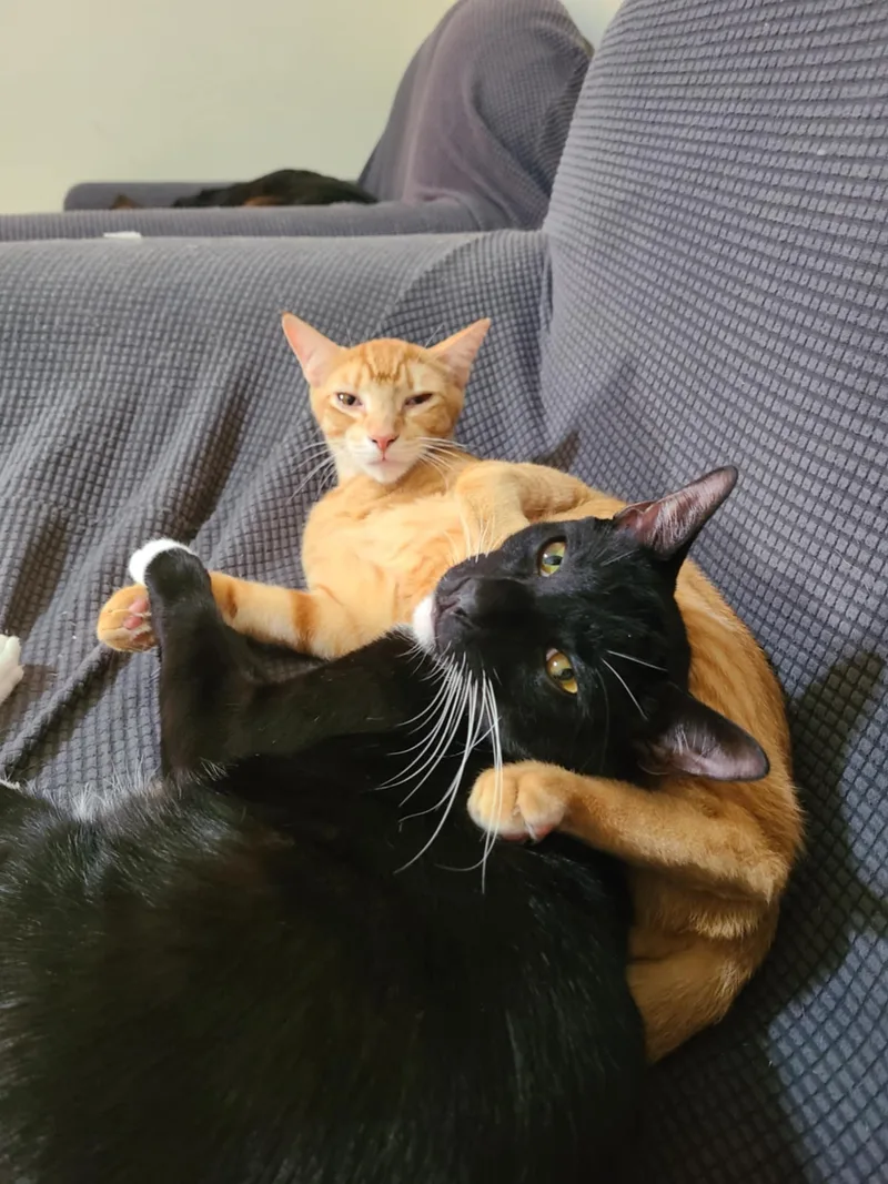 Pico De Gato & thumbnail 2