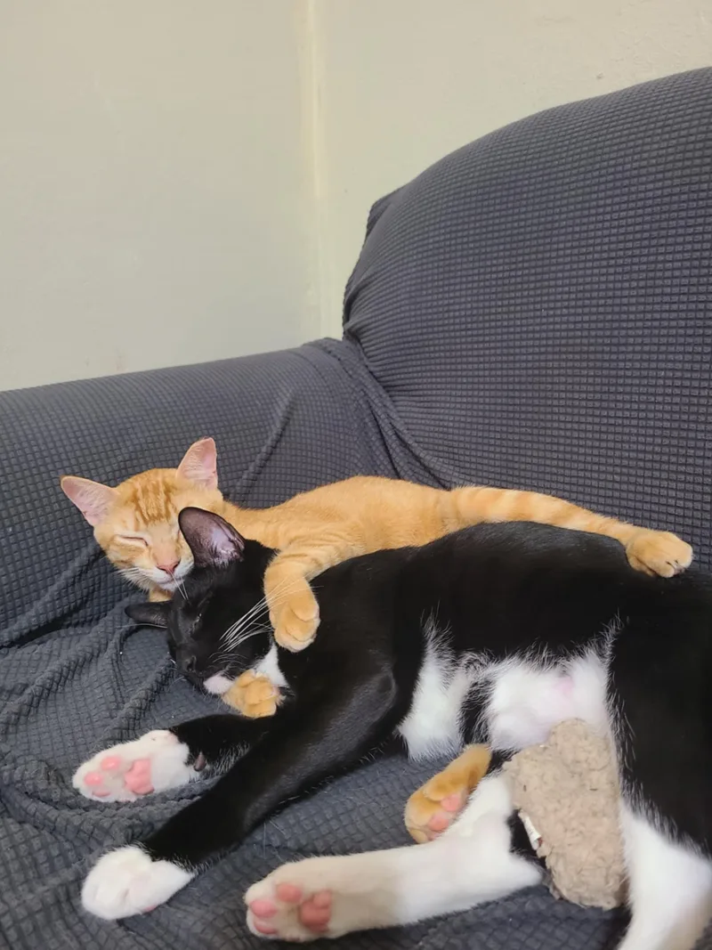 Pico De Gato & thumbnail 3