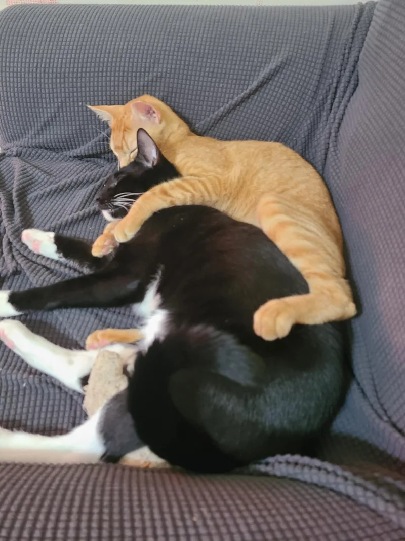 Pico De Gato & thumbnail 5