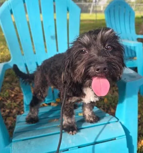 A baby small-sized male Poodle (Toy) dog named Coal for adoption in Manvel, TX
