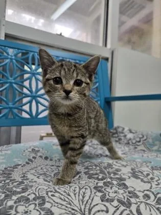 A baby small-sized female Domestic Short Hair cat named Quita for adoption in Savannah, GA