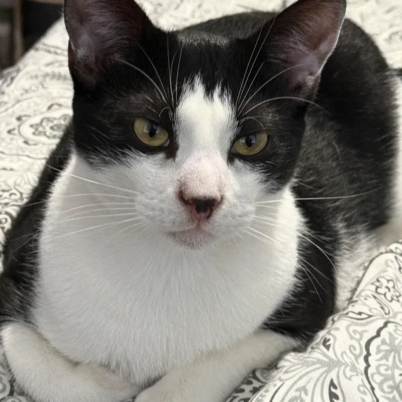 A young medium-sized male Black & White / Tuxedo Tuxedo cat named Dot for adoption in Orange, CA