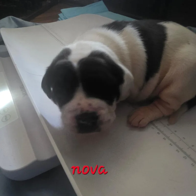 Nova