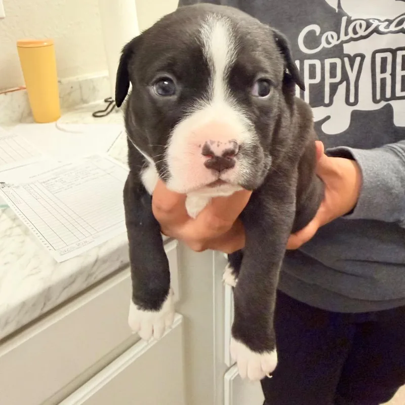 A baby small-sized male Pit Bull Terrier dog named Mitch for adoption in Parker, CO