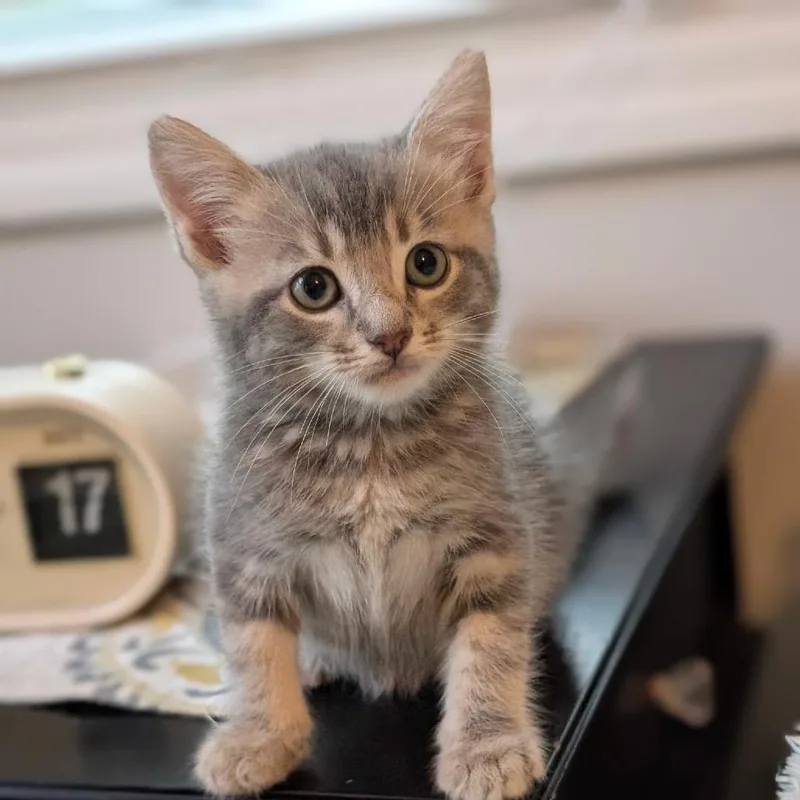 A baby small-sized male Gray / Blue / Silver Domestic Short Hair cat named Cormac for adoption in Raleigh, NC
