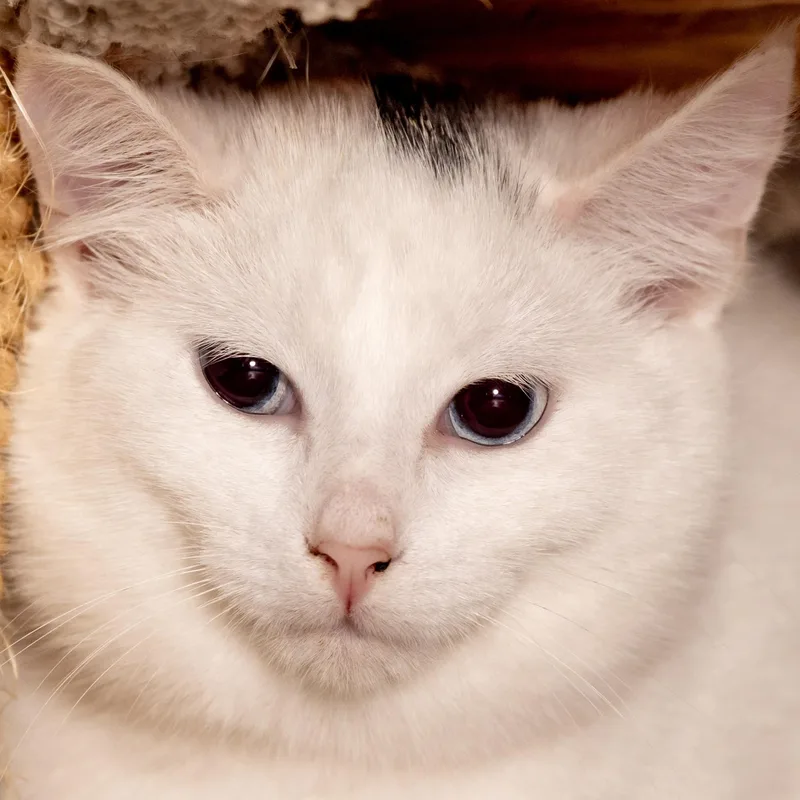 A young medium-sized female White Domestic Short Hair cat named Birdie for adoption in Victor, NY