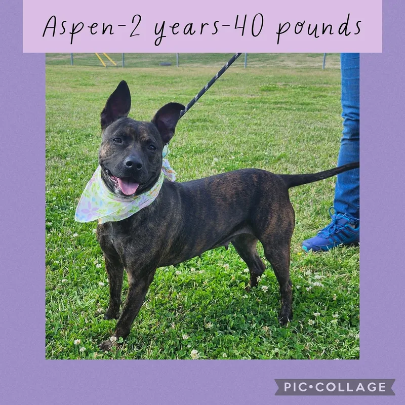 A young medium-sized female Brindle Mixed Breed dog named Aspen for adoption in New Iberia, LA