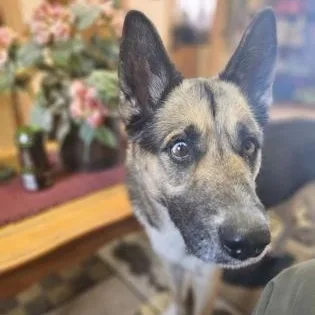 Dutchess thumbnail 2