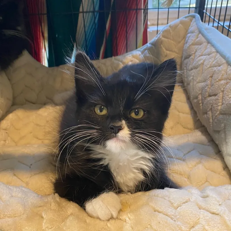 A baby small-sized male Domestic Medium Hair cat named Draco for adoption in Nampa, ID