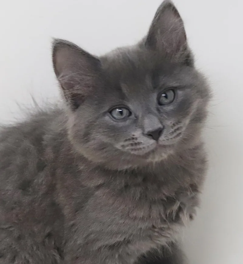 A baby small-sized male Gray / Blue / Silver Maine Coon cat named Goof Is Gorgeous  for adoption in Bedford Hills, NY