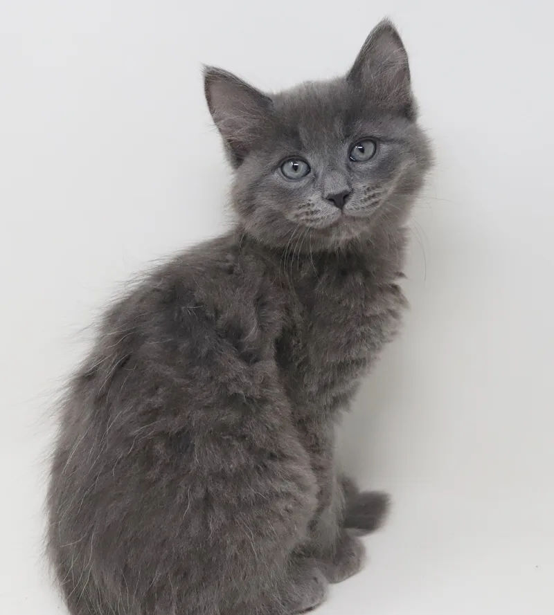 Goof Is Gorgeous  thumbnail 3