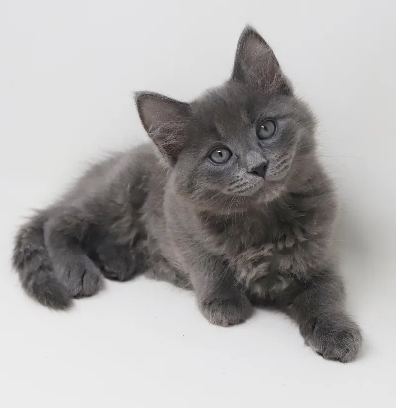 Goof Is Gorgeous  thumbnail 4