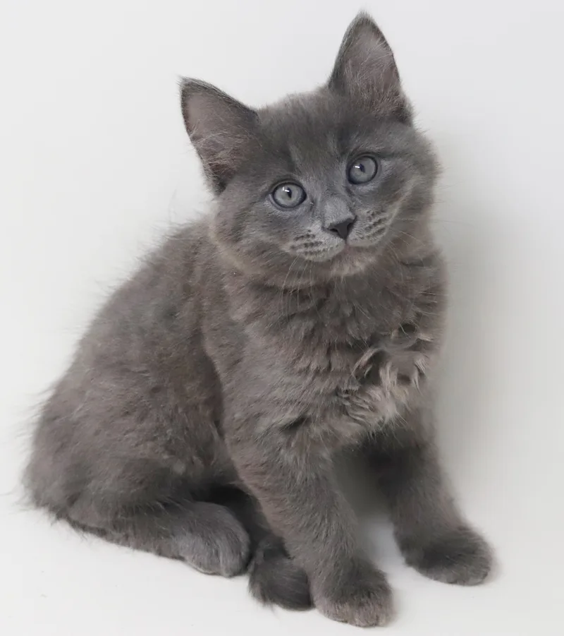 Goof Is Gorgeous  thumbnail 5