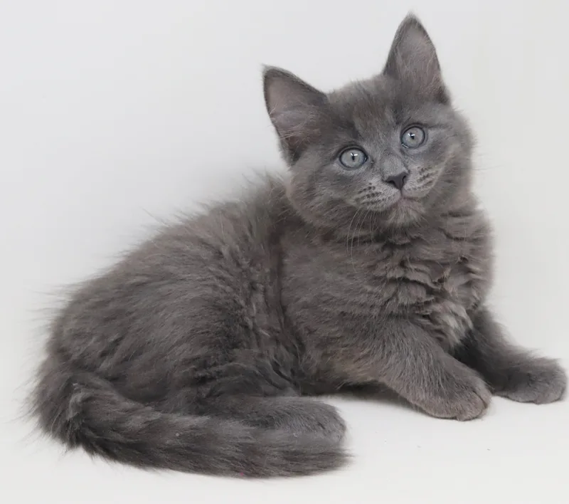 Goof Is Gorgeous  thumbnail 6