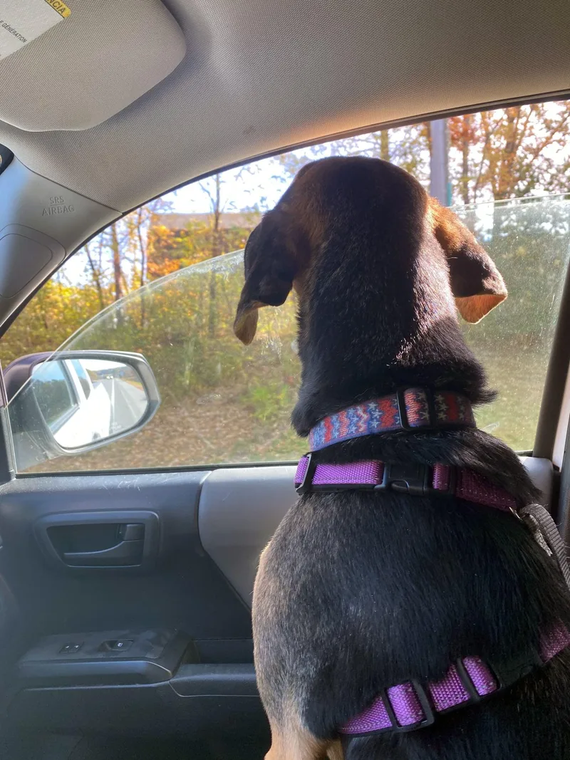 An adult medium-sized female Bicolor German Shepherd Dog dog named Daisy for adoption in Bristol, VT