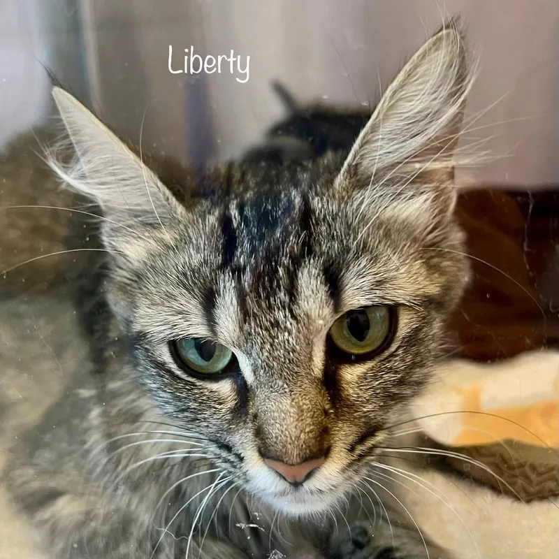 A young small-sized female Gray / Blue / Silver Domestic Short Hair cat named Liberty for adoption in Madisonville, TN