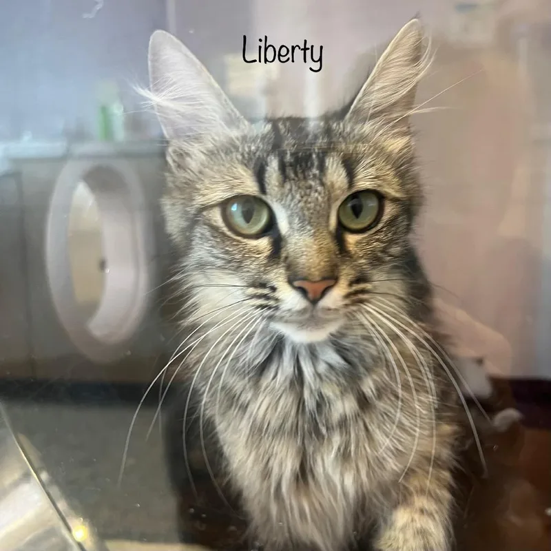Liberty thumbnail 3
