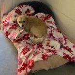An adult small-sized female Apricot / Beige Terrier dog named Mamas for adoption in Buellton, CA