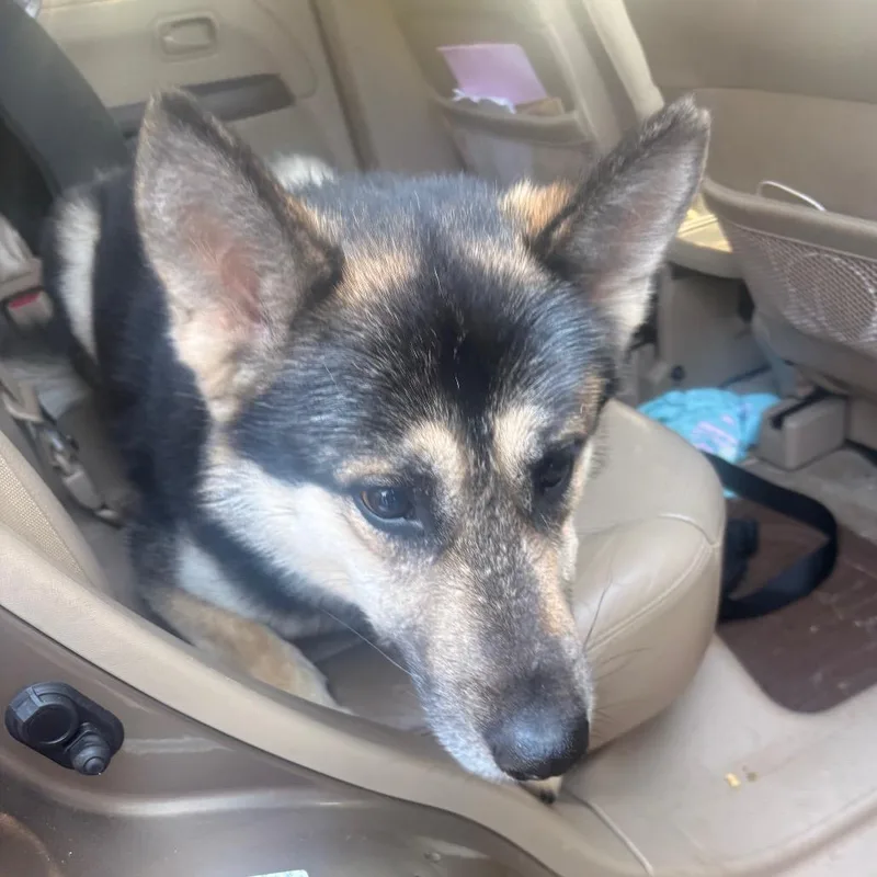 An adult medium-sized male Black Mixed Breed dog named Billy Loomis for adoption in Winston-Salem, NC
