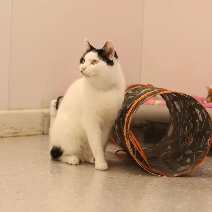An adult medium-sized male Black & White / Tuxedo Domestic Short Hair cat named Luke for adoption in Lansing, MI