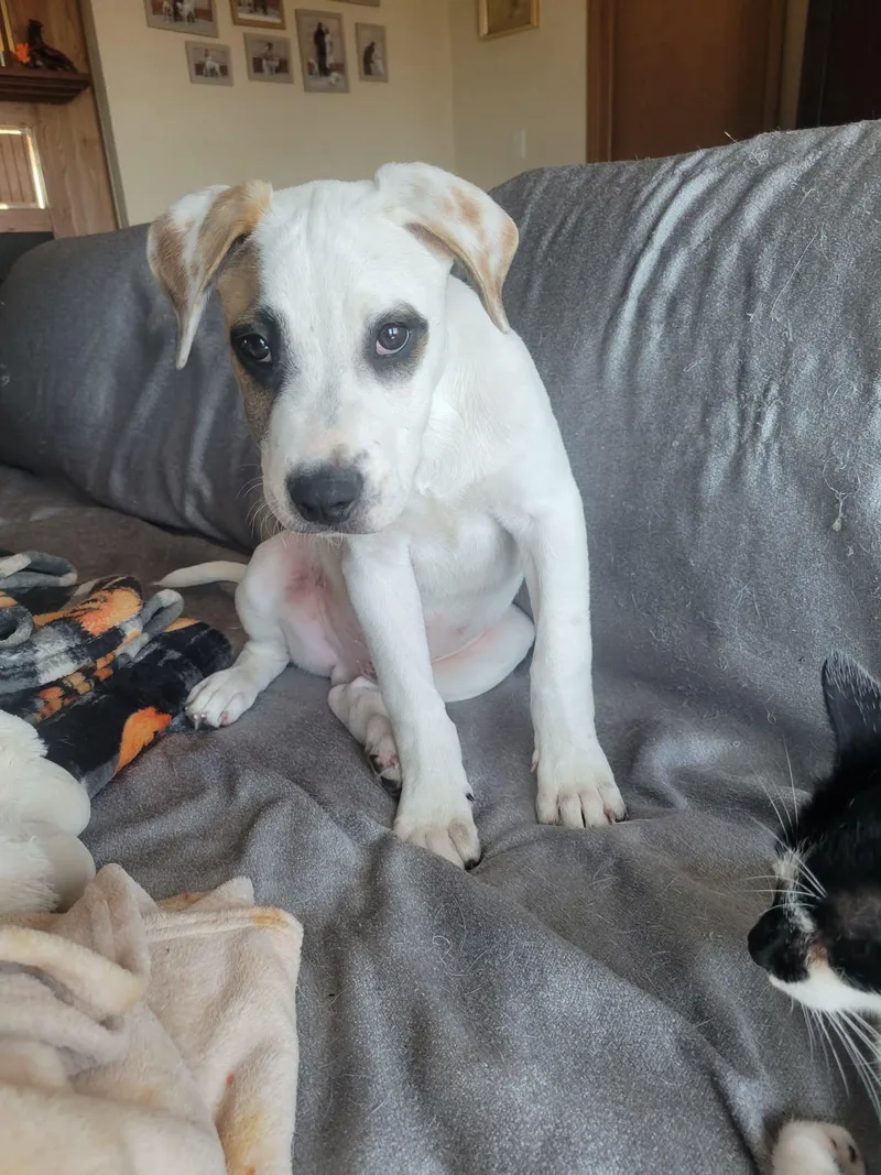 Wishbone thumbnail 3