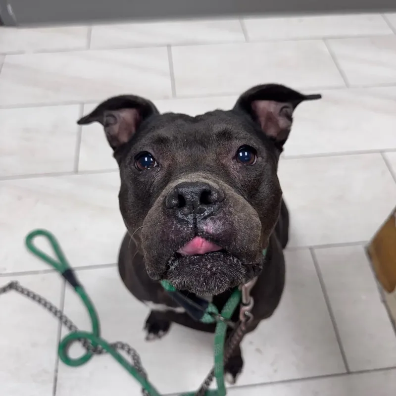 A senior medium-sized female Pit Bull Terrier dog named Allie for adoption in Lufkin, TX