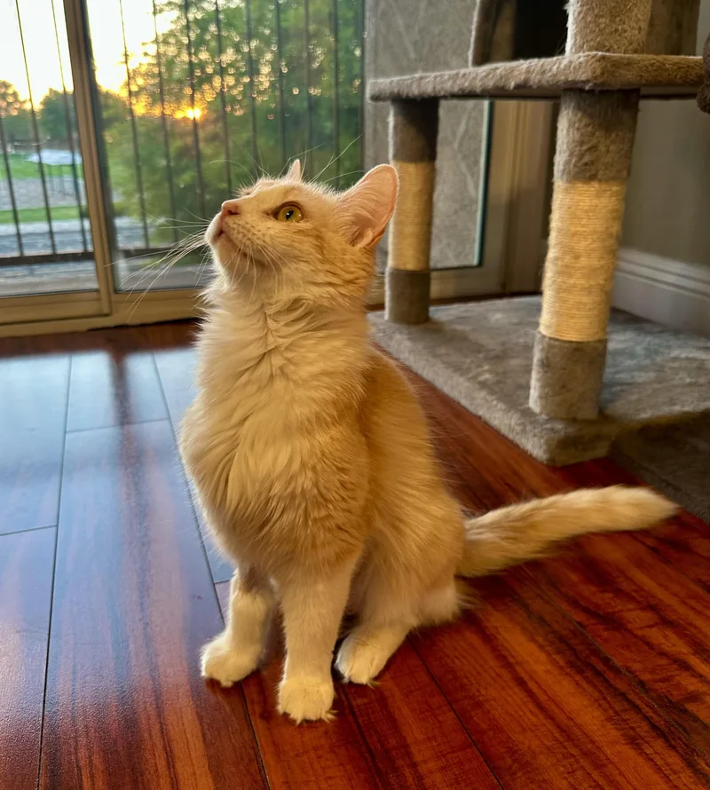 A young small-sized female Domestic Medium Hair cat named Daphne for adoption in queen creek, AZ