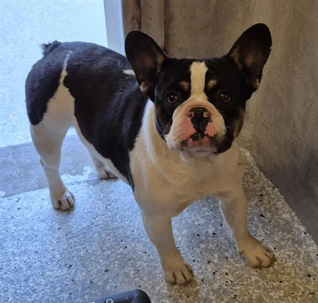 A young medium-sized male French Bulldog dog named Frenchie Montana for adoption in Lodi, CA
